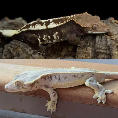 plant/Lilly white 2-4-thumbnail