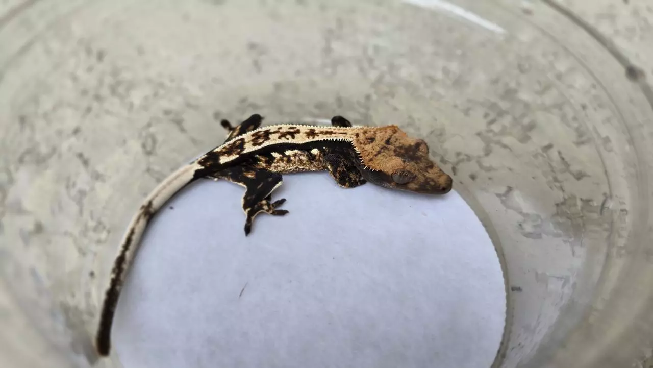 plant/Gorgeous pinstripe-1