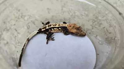 plant/Gorgeous pinstripe-1-thumbnail