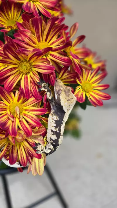 plant/Moonglow's Son-3-thumbnail