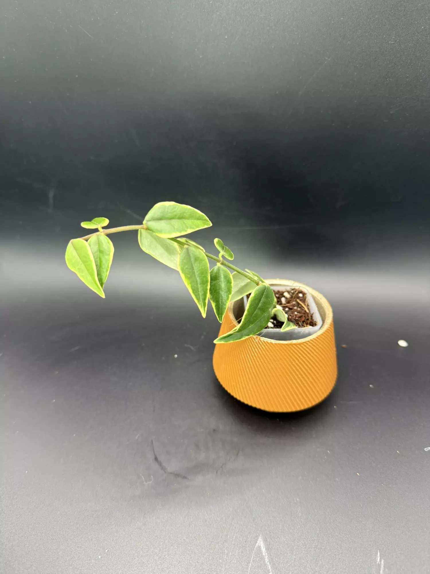 plant/Hoya Bella Outer Variegated #467-1