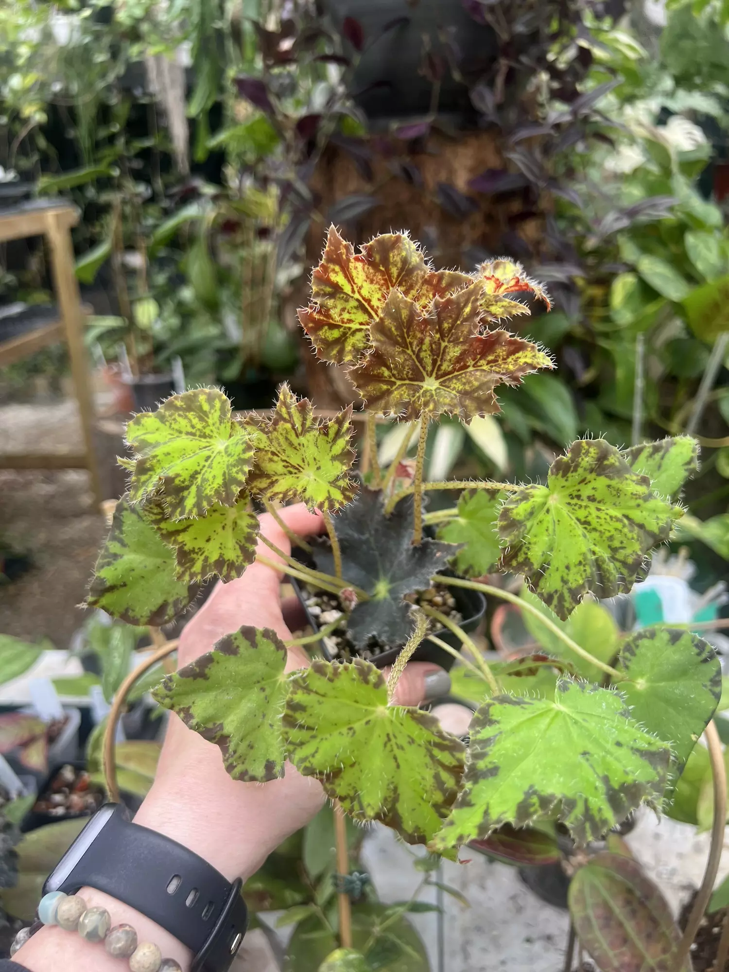 plant/Begonia Persian Brocade-0