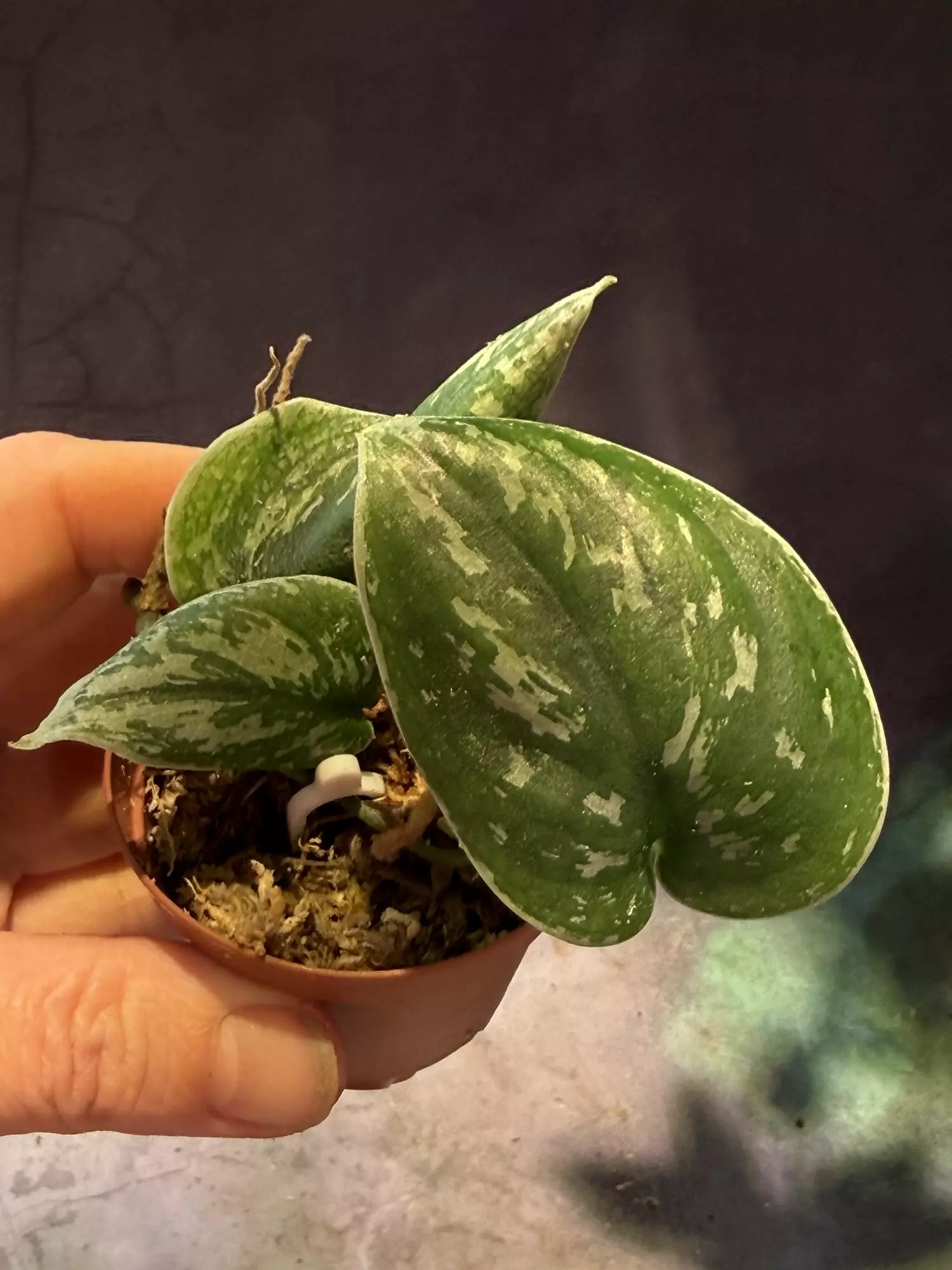 plant/Scindapsus silver army-0