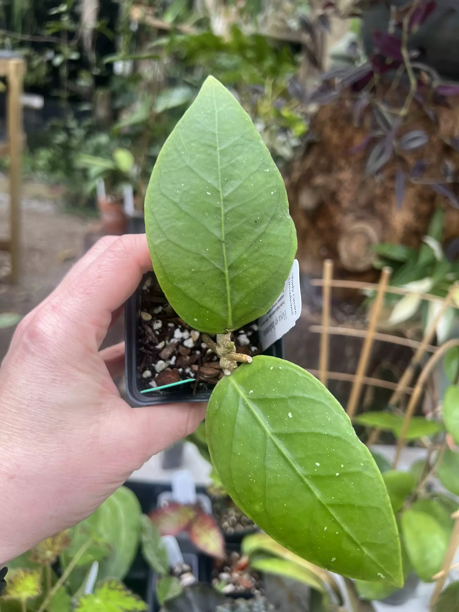 plant/Hoya sp Indonesia-0