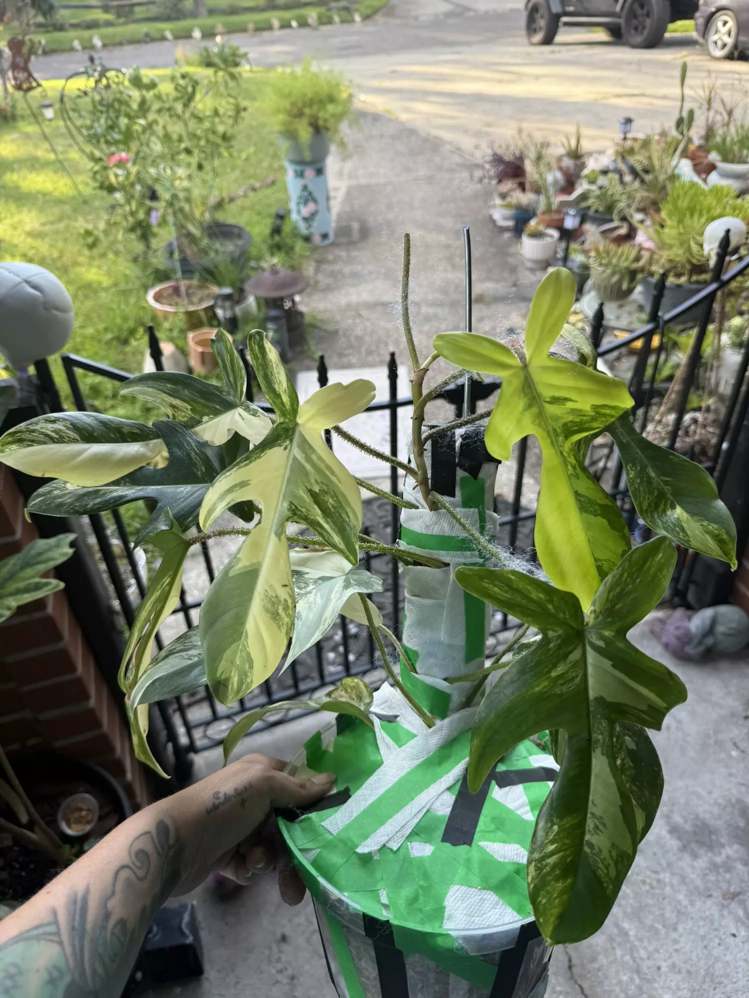 plant/Squamiferum x florida beauty top cut-2