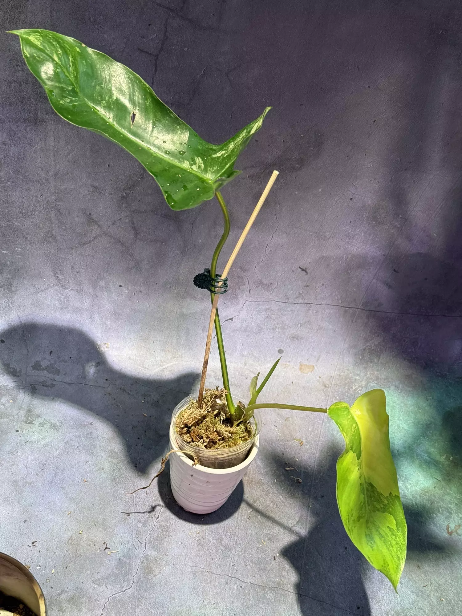 plant/Philodendron Aquarius-1