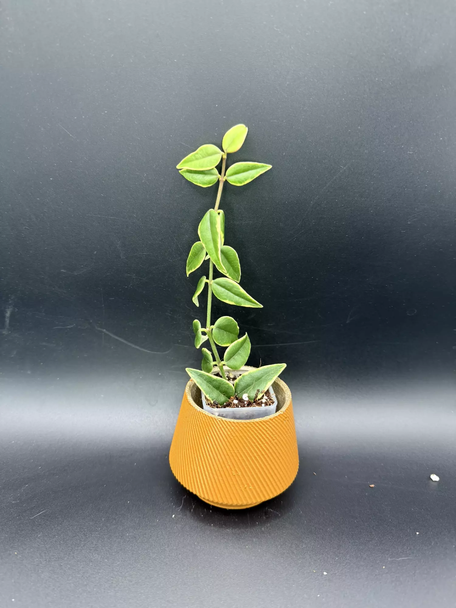 plant/Hoya Bella Outer Variegated #467-0