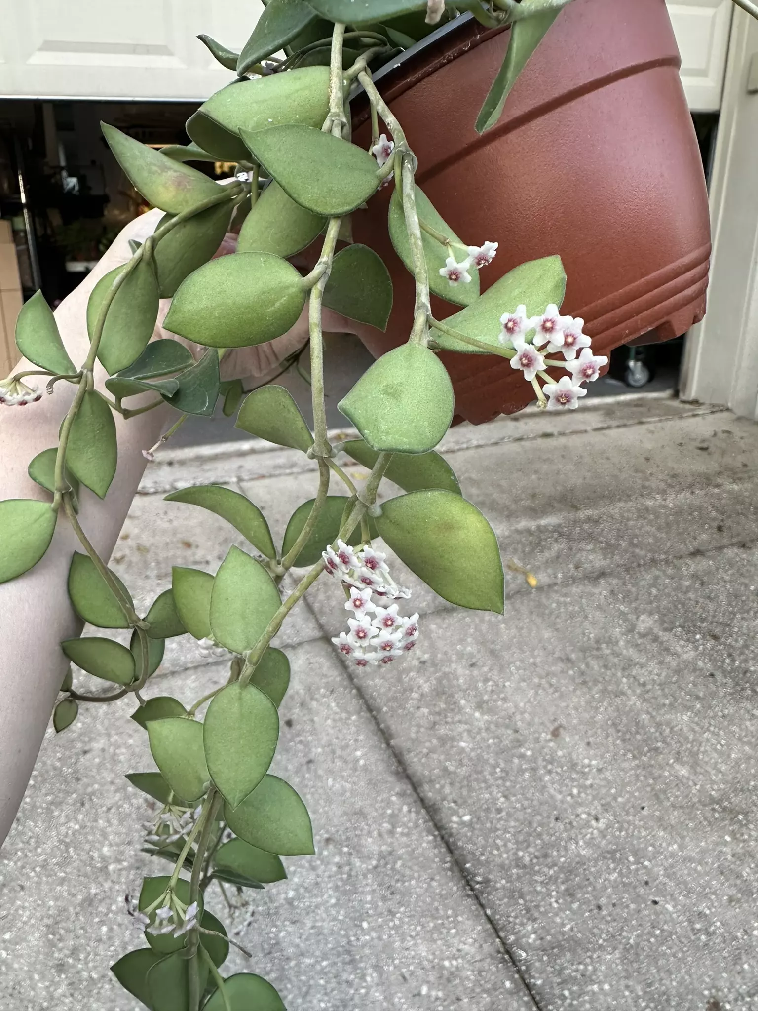 plant/Hoya nummularioides exact plant lots of blooms-1