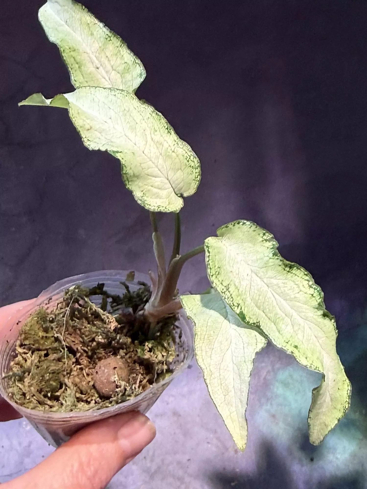 plant/Syngonium fairy wings-0