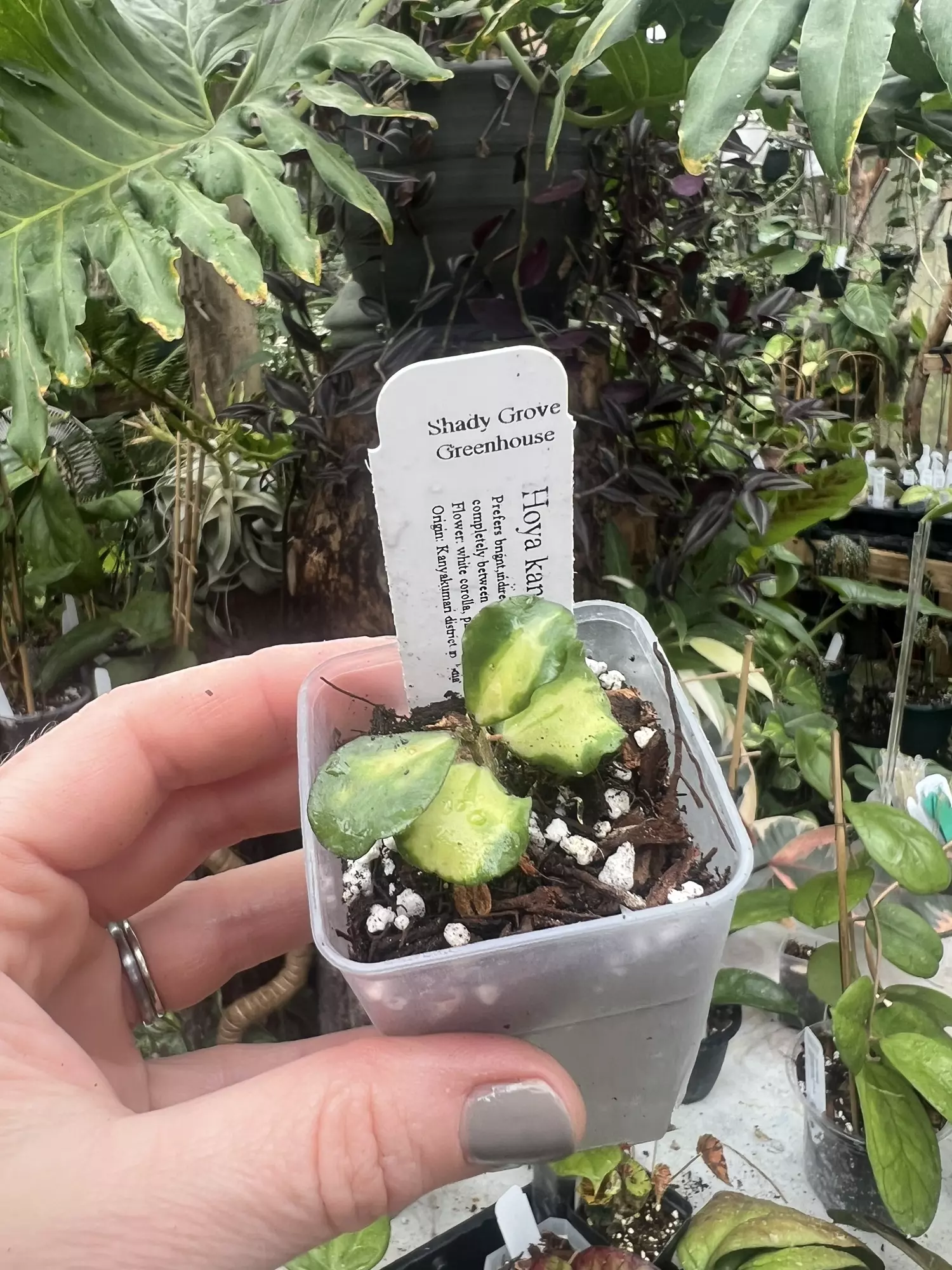 plant/Hoya kanyakumariana var-0