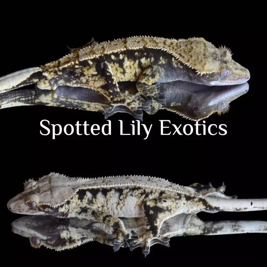 plant/Gorgeous pinstripe-3