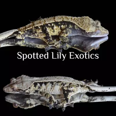 plant/Gorgeous pinstripe-3-thumbnail