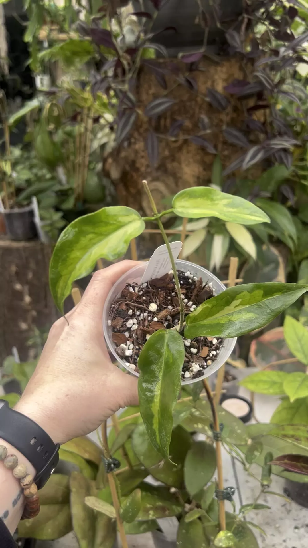 plant/Hoya kenejiana IV-1