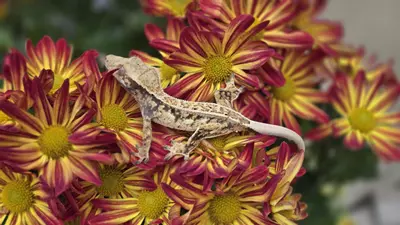 plant/Spotty high white drippy pin-0-thumbnail