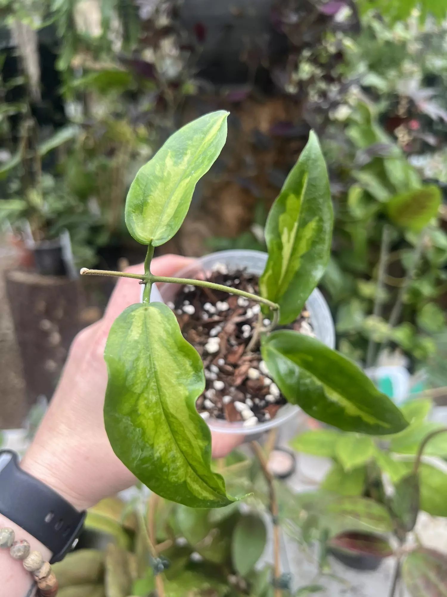 plant/Hoya kenejiana IV-0