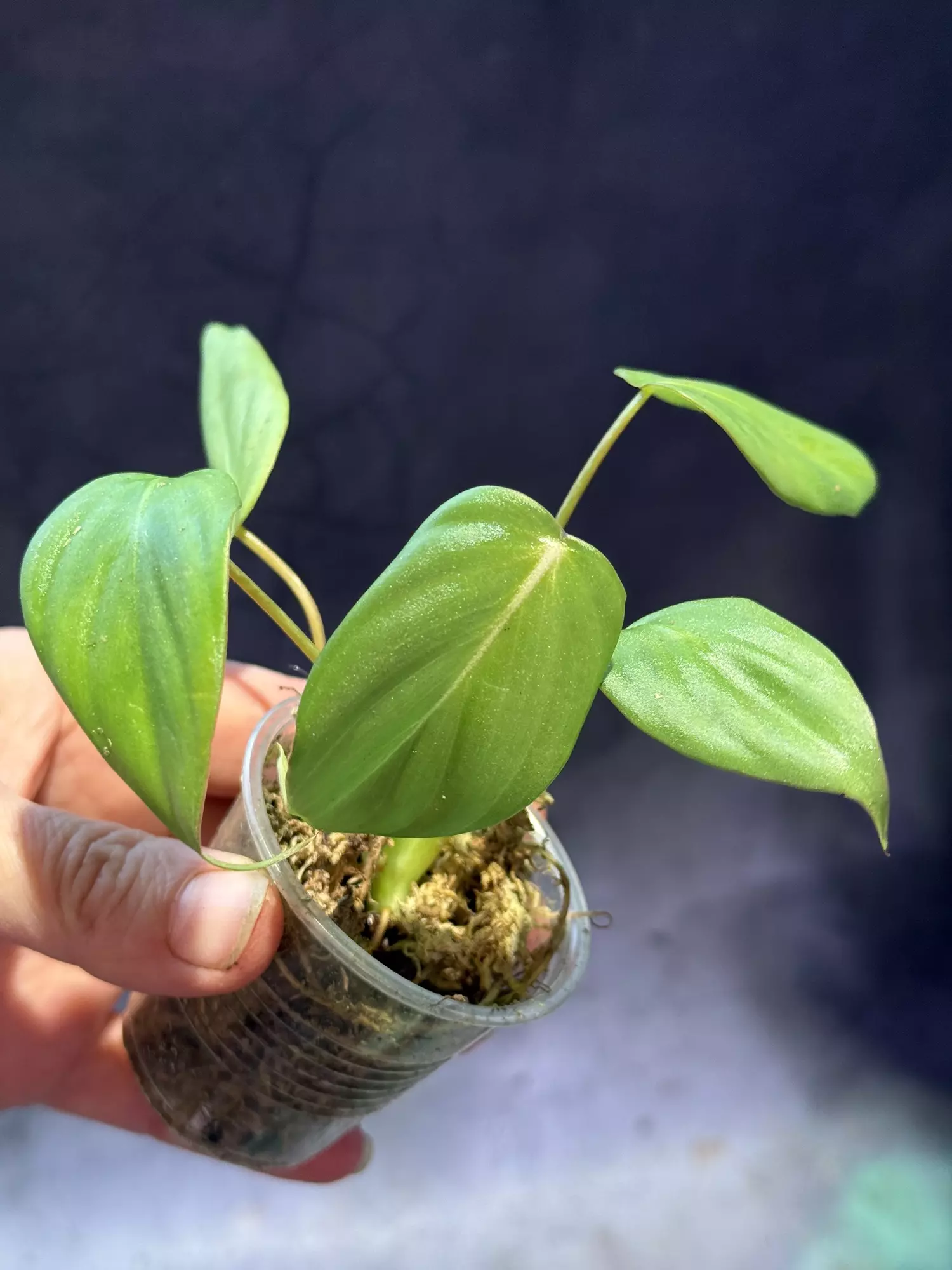 plant/Philodendron pastazanum-0