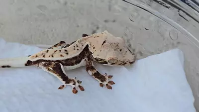 plant/Lilly white 2-3-thumbnail