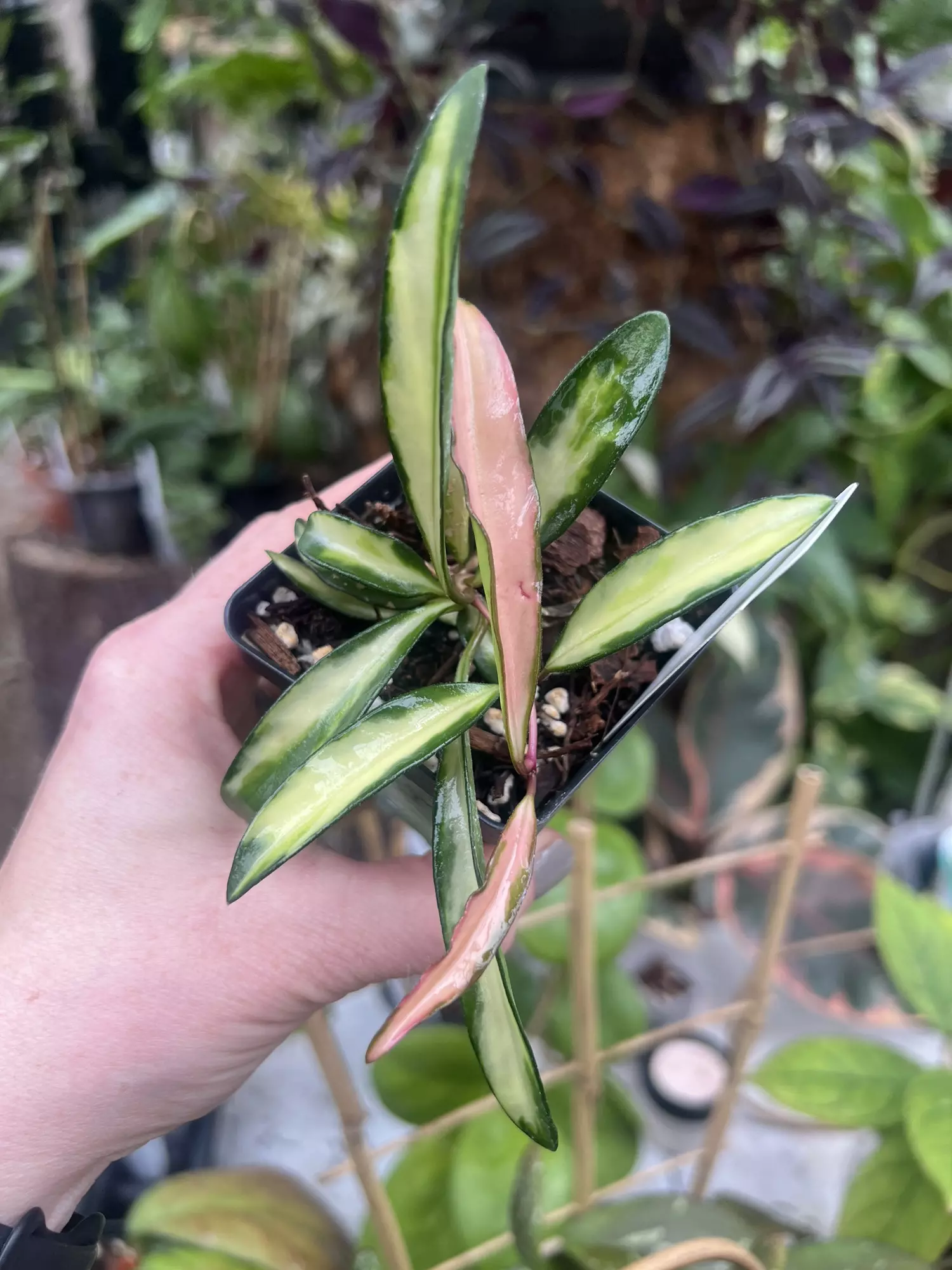 plant/Hoya wayetii tricolor-0