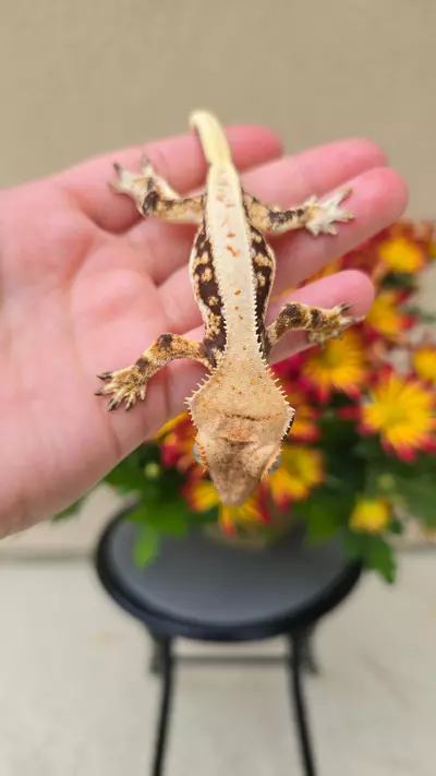 plant/Lilly white 1-2-thumbnail