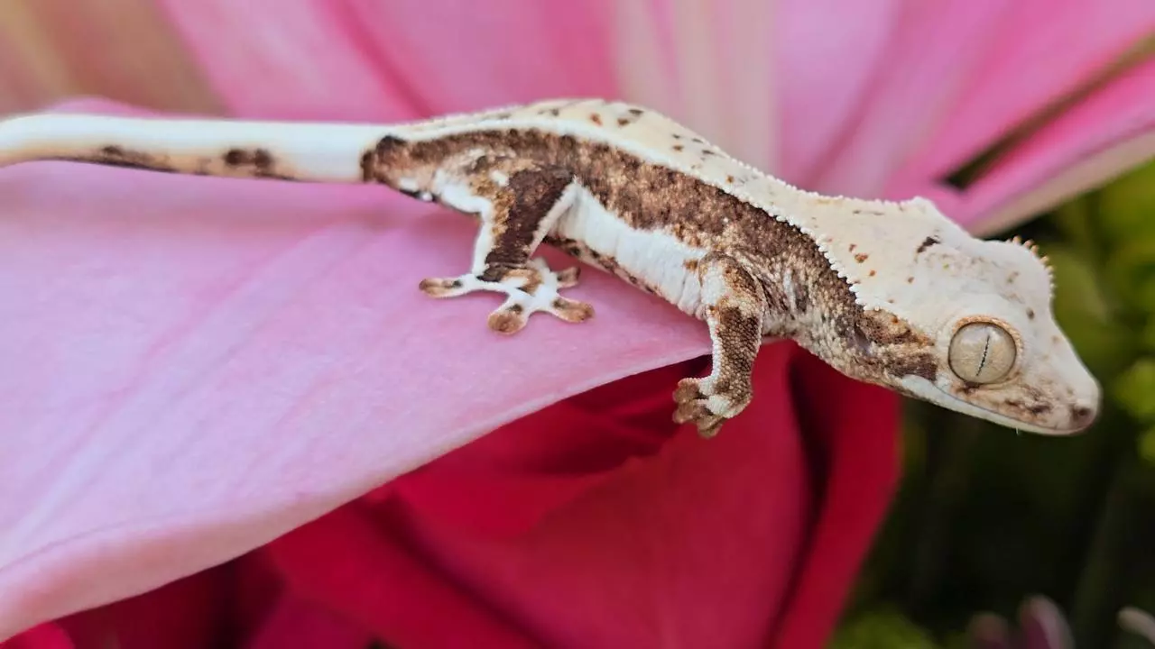 plant/Lilly white 2-1