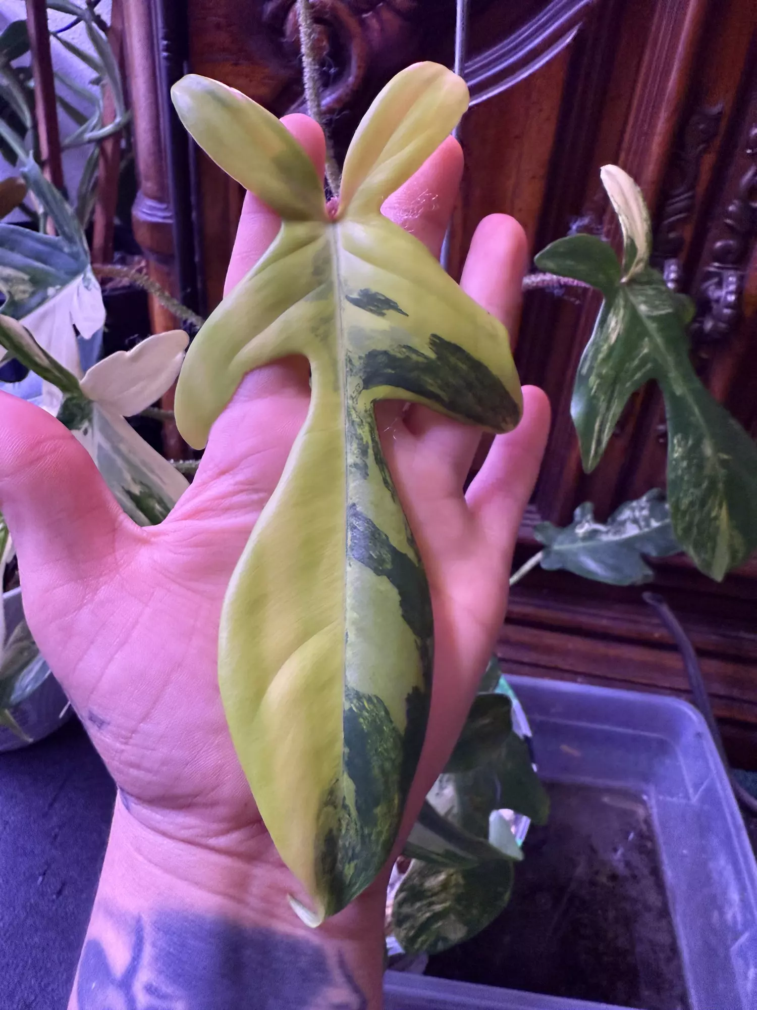 plant/Squamiferum x florida beauty top cut-1