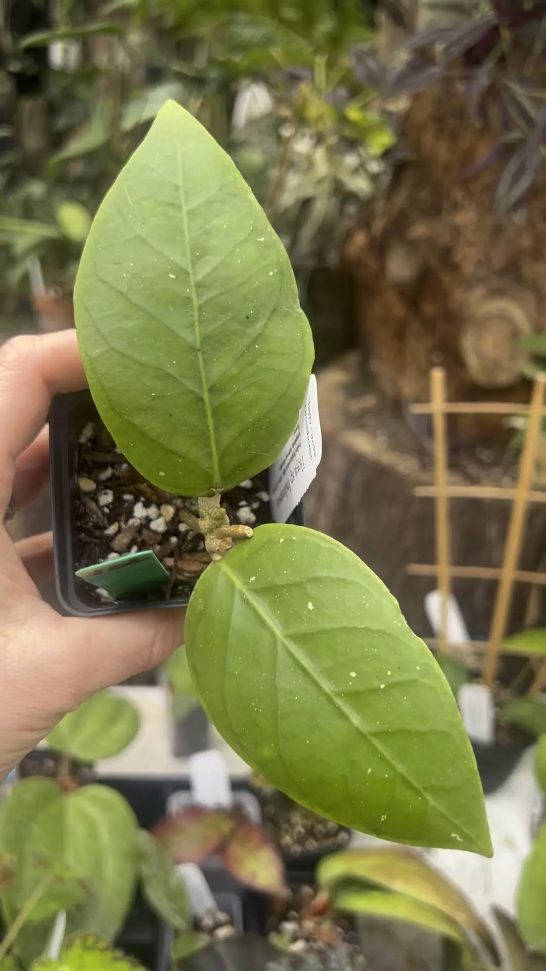 plant/Hoya sp Indonesia-1