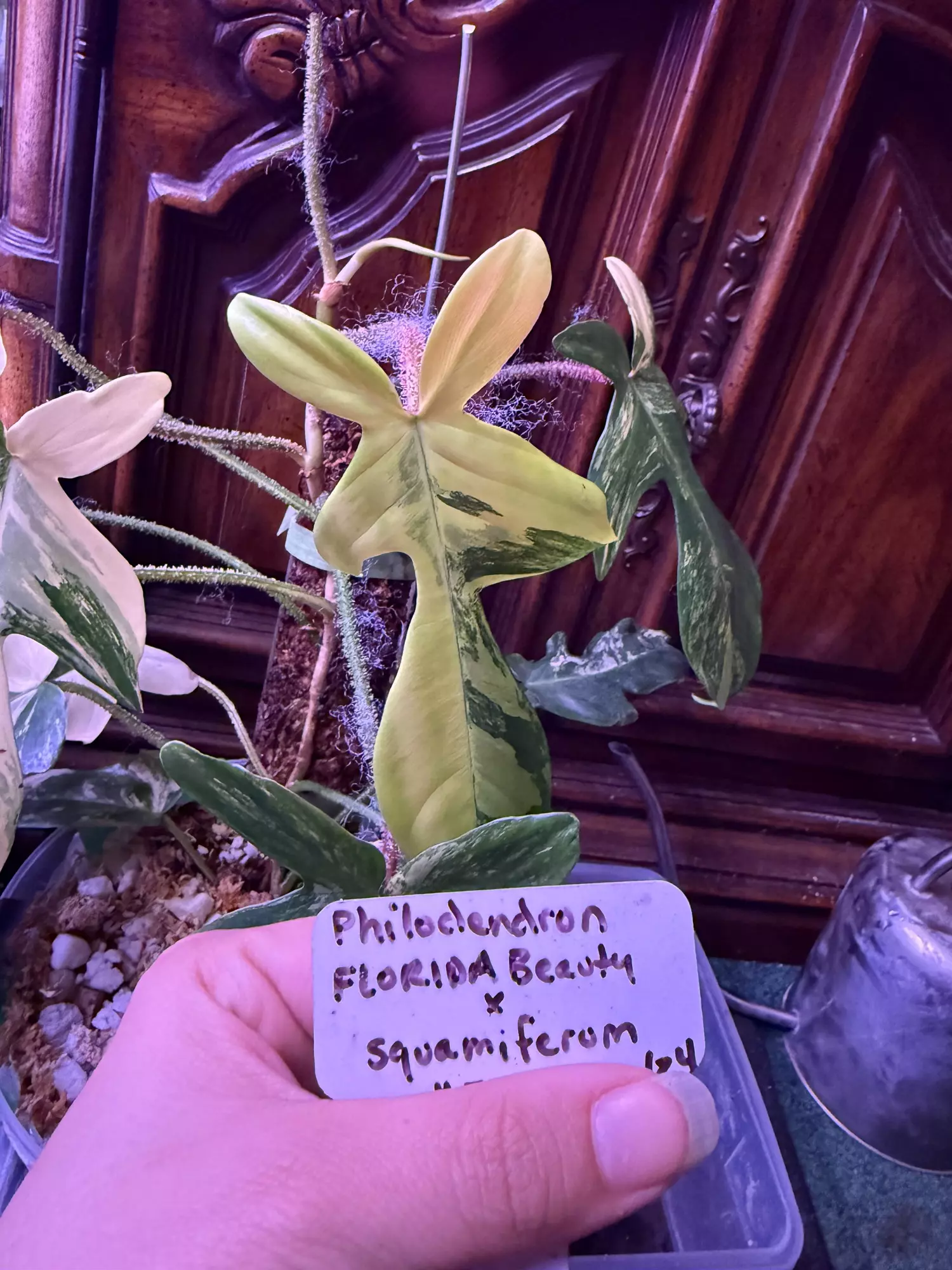 plant/Squamiferum x florida beauty top cut-0
