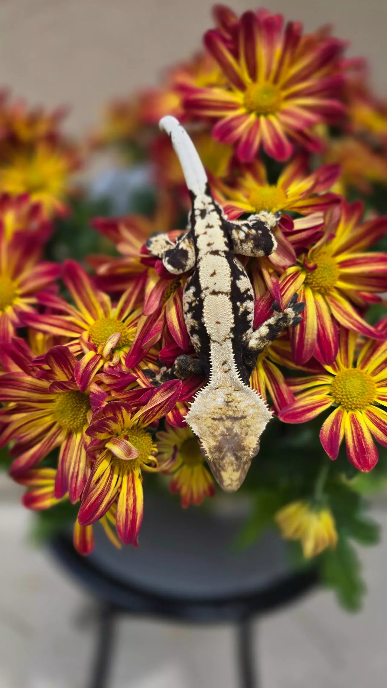 plant/Moonglow's Son-0