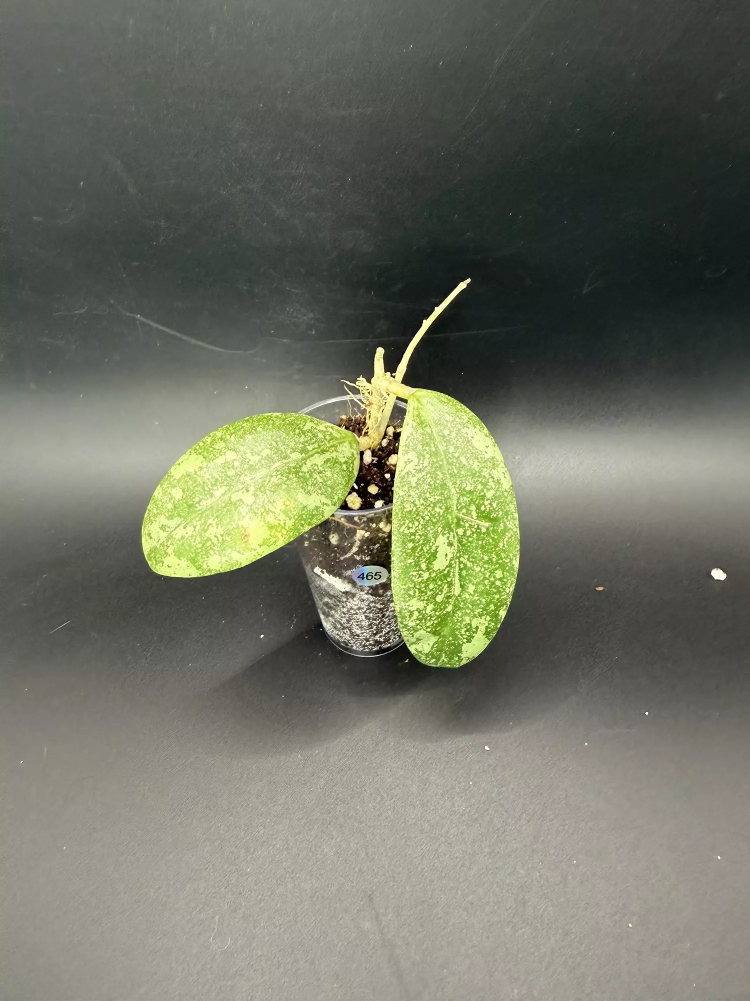 plant/Hoya Harlene #465-0