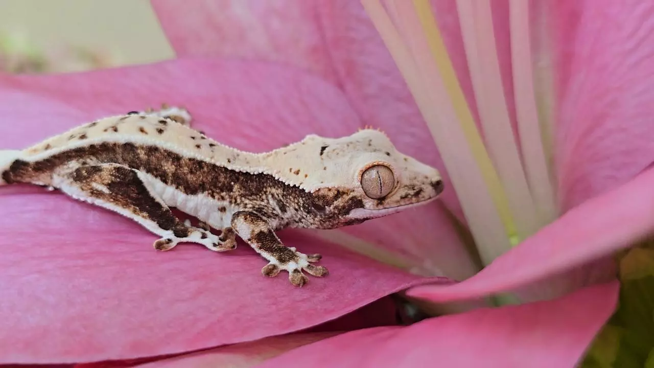 plant/Lilly white 2-0