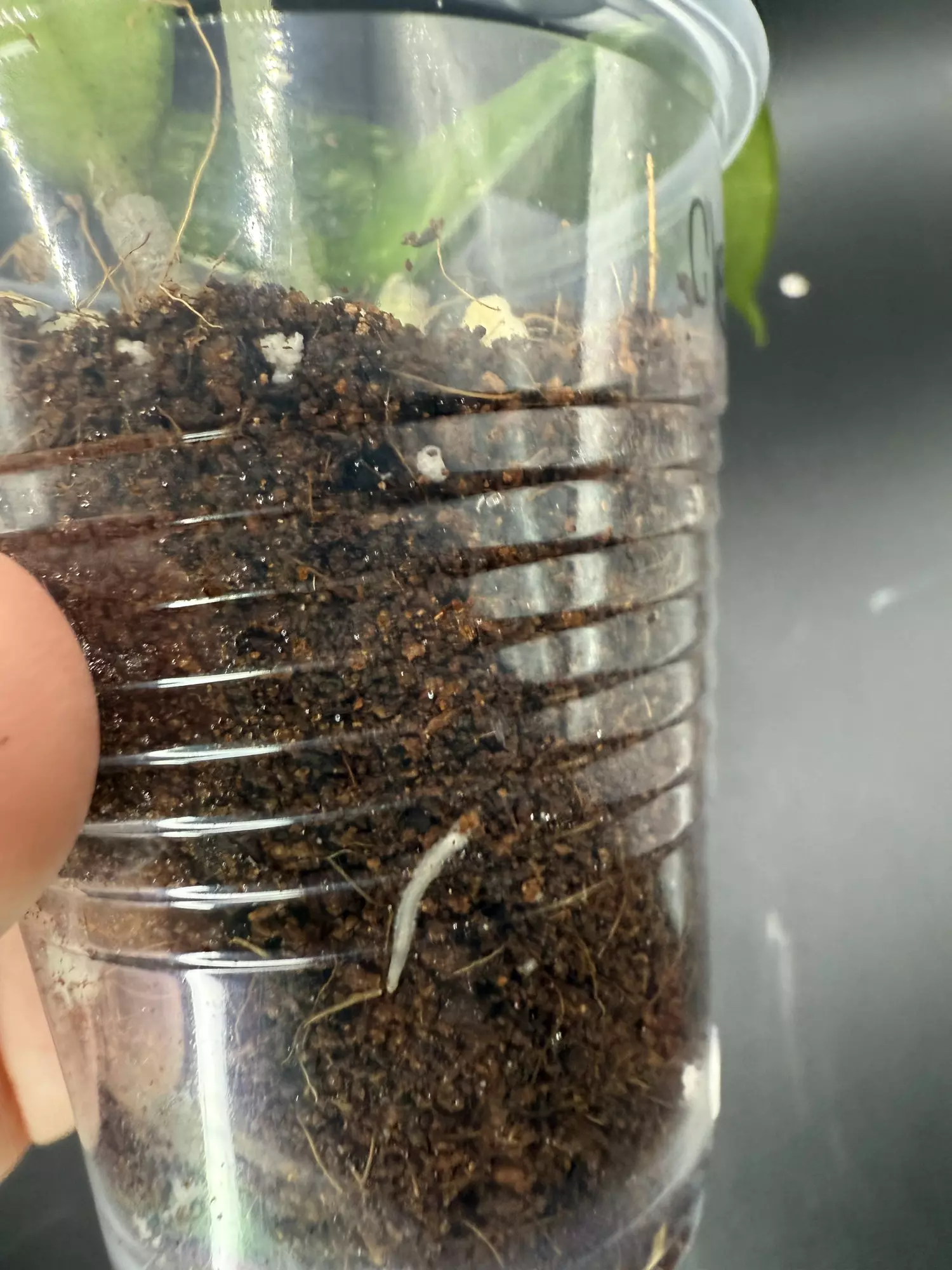 plant/Hoya Clemensorium x Seedling-2