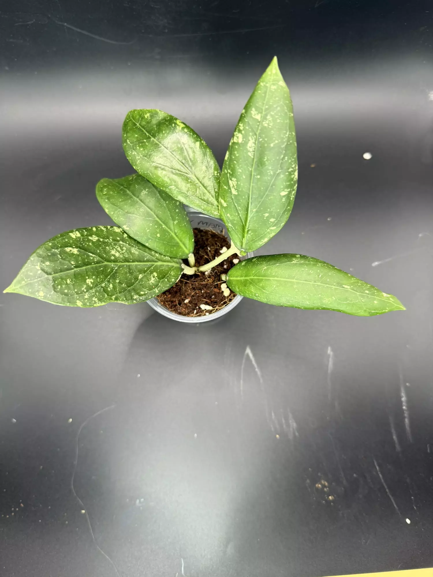 plant/Hoya Clemensorium x Seedling-0