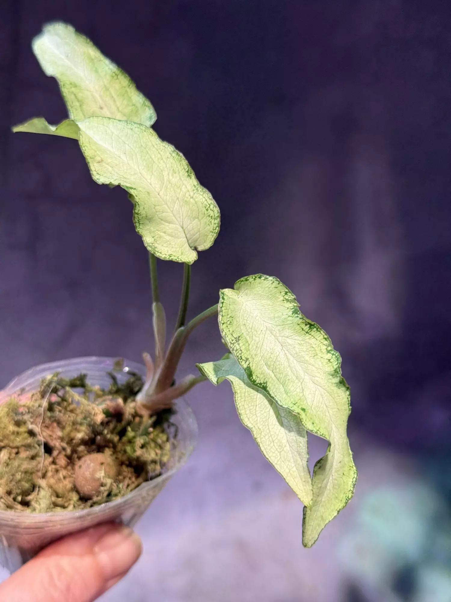 plant/Syngonium fairy wings-1