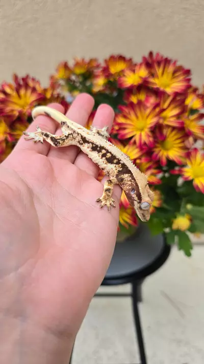 plant/Lilly white 1-1-thumbnail