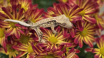 plant/Spotty high white drippy pin-1-thumbnail