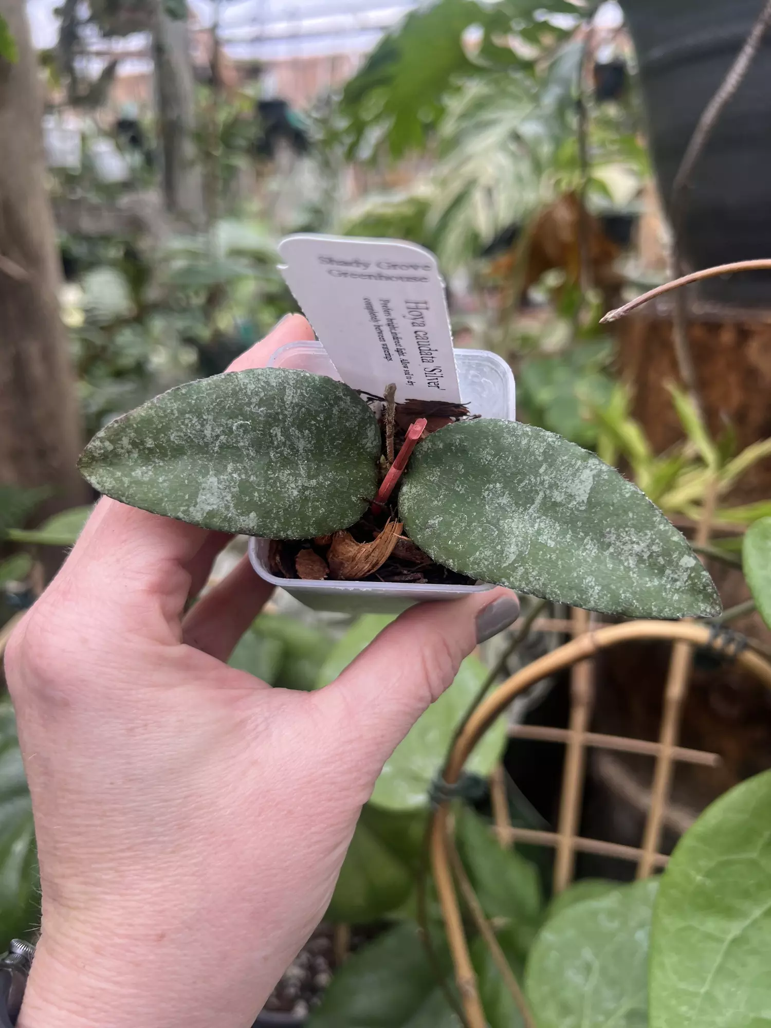 plant/Hoya Caudata silver-0