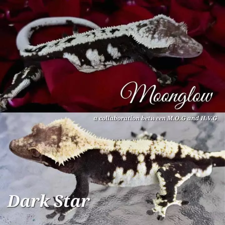 plant/Moonglow's Son-4