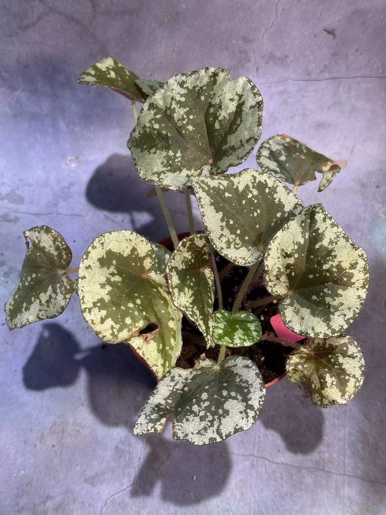 plant/Begonia sykakiengii- first photo is mother plant-0