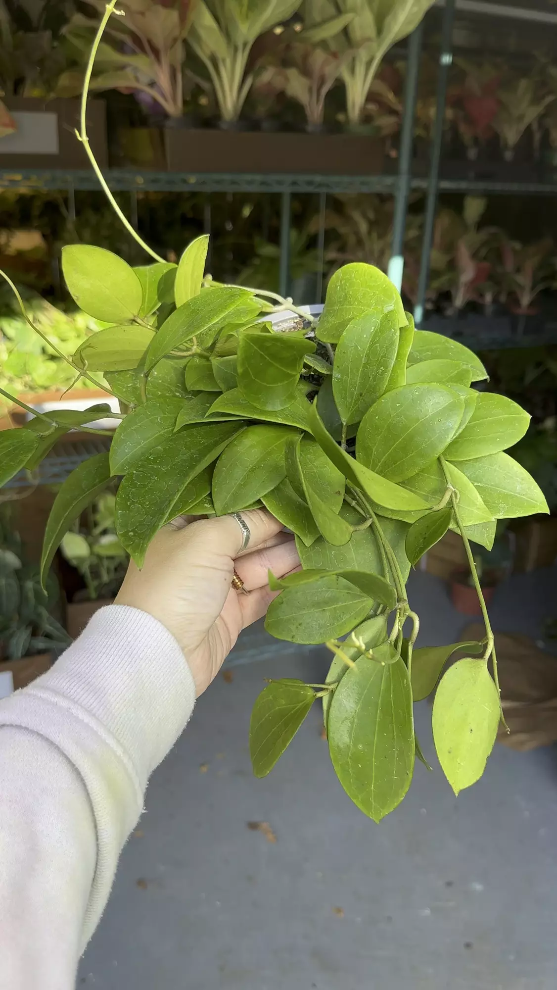 plant/Hoya Genevieve exact plant-0