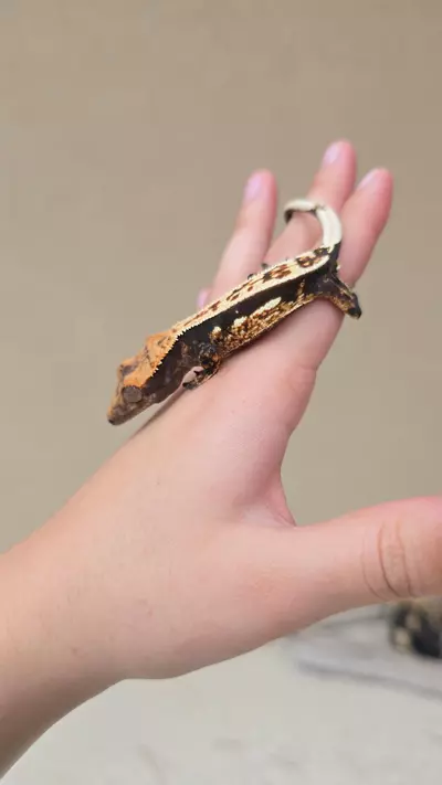 plant/Gorgeous pinstripe-2-thumbnail