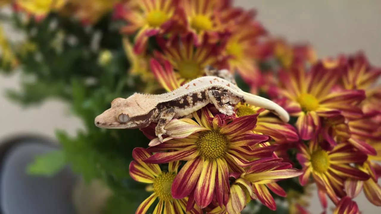 plant/Lilly white 1-0