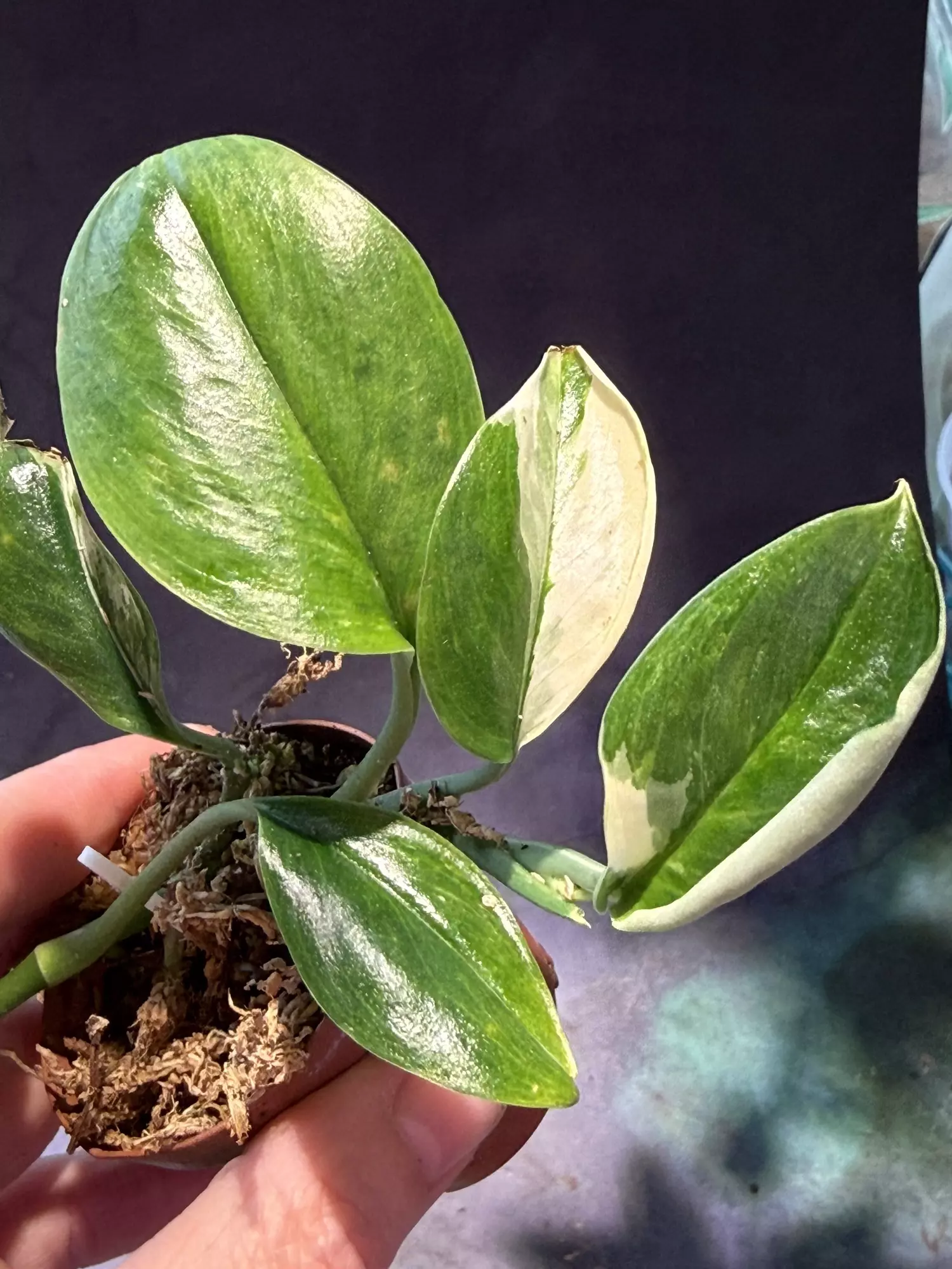 plant/Scindapsus Variagated longistipatus-0