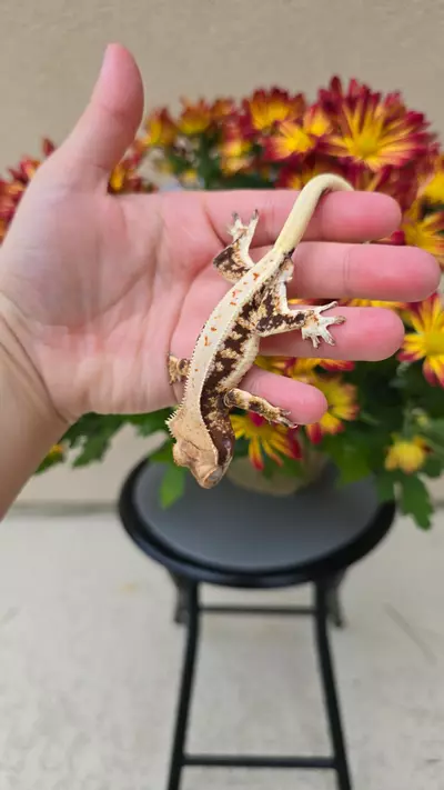 plant/Lilly white 1-3-thumbnail