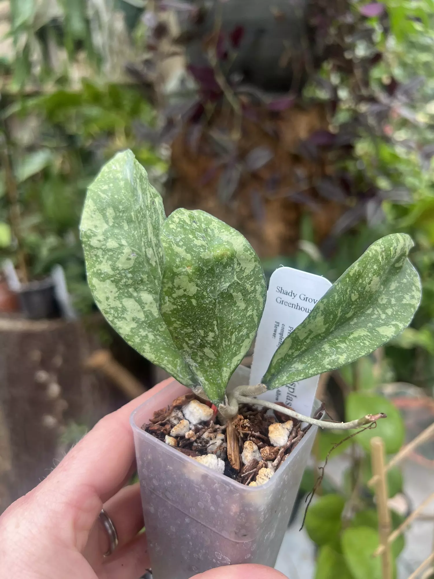plant/Hoya crassi splash x Michele clone 2-0