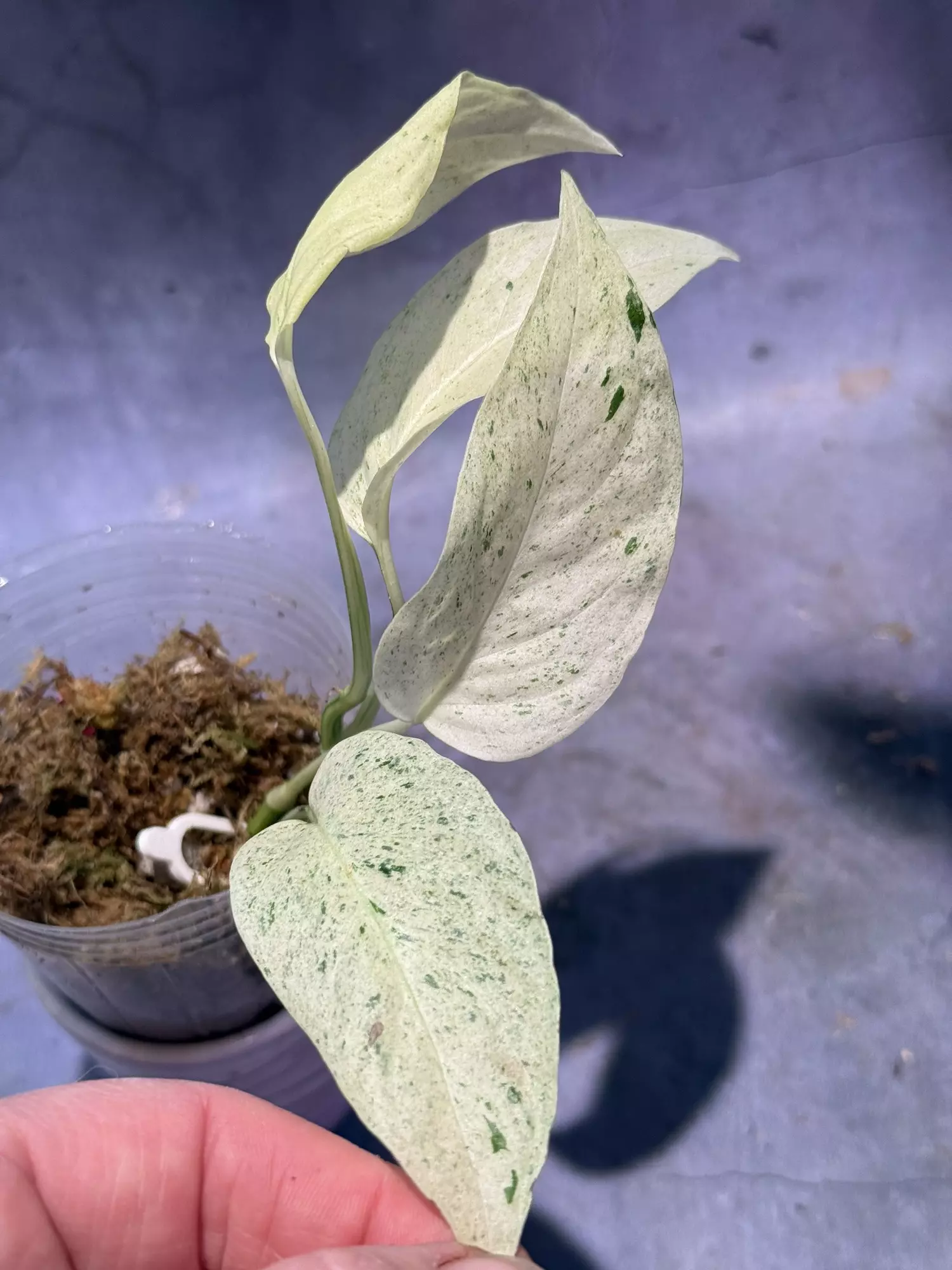 plant/Variegated laniata monstera lightly rooted-0