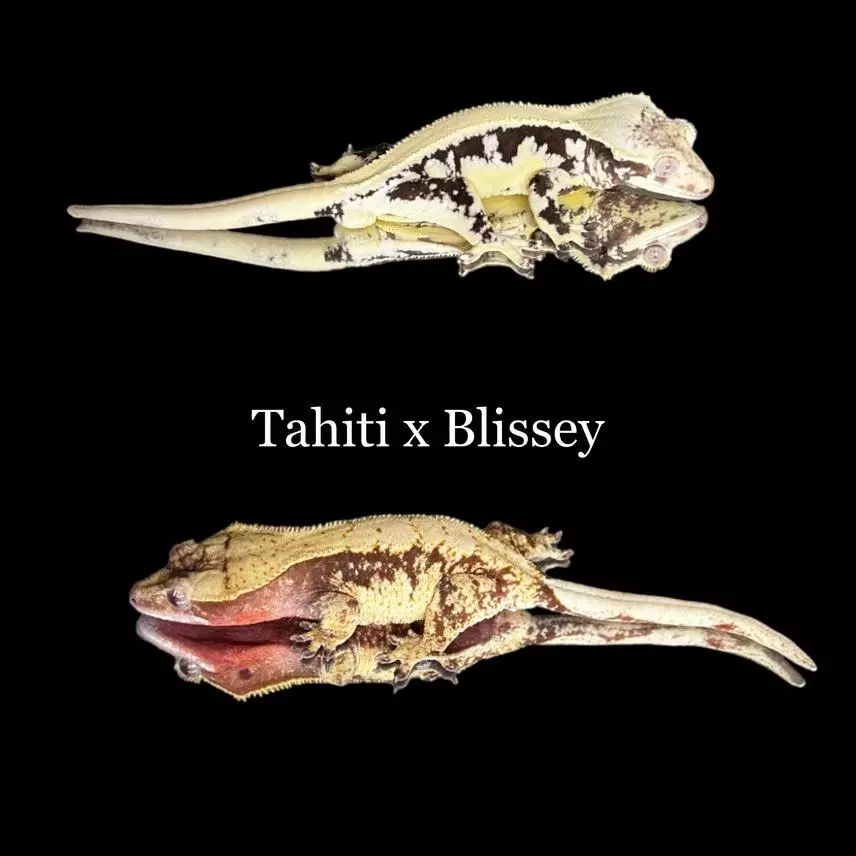 plant/Lilly white 1-4