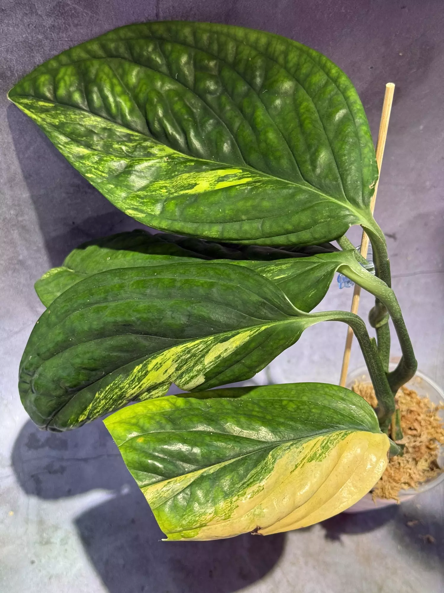 plant/Variagated Peru monstera-0