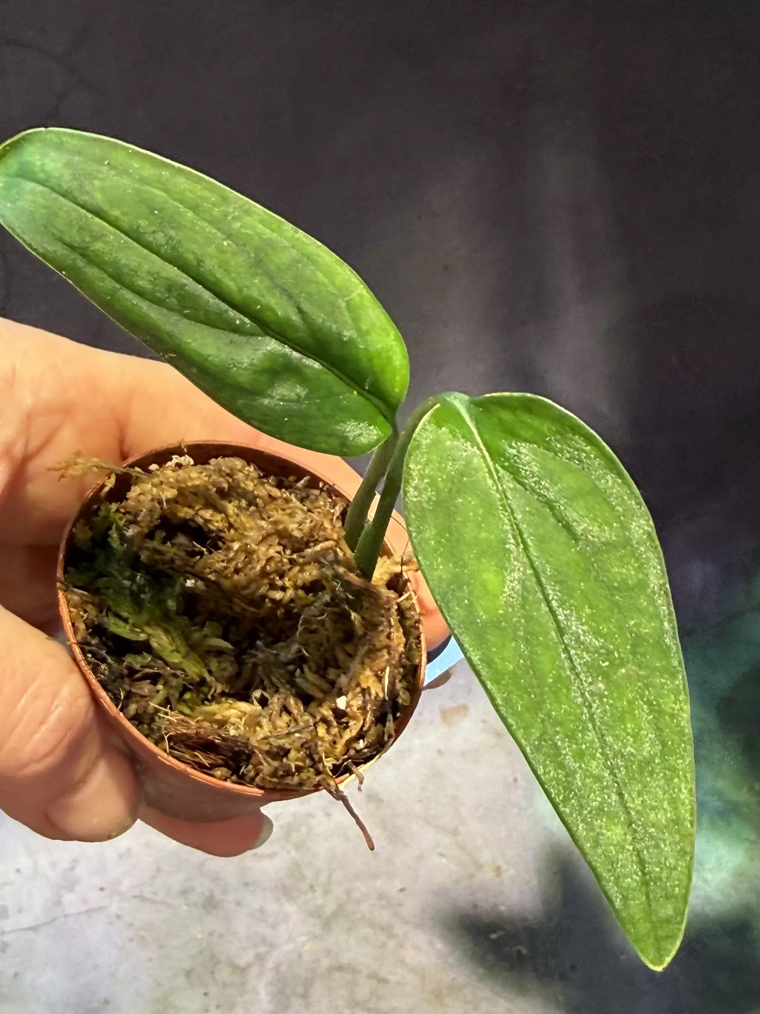 plant/DEAL Monstera Barrieri lightly rooted-0