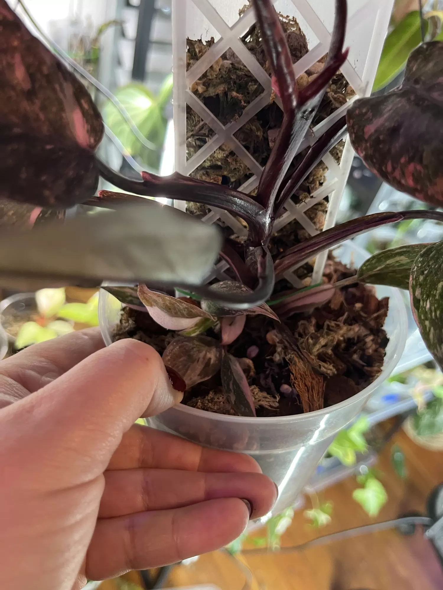 plant/Philodendron Pink Princess Galaxy-2