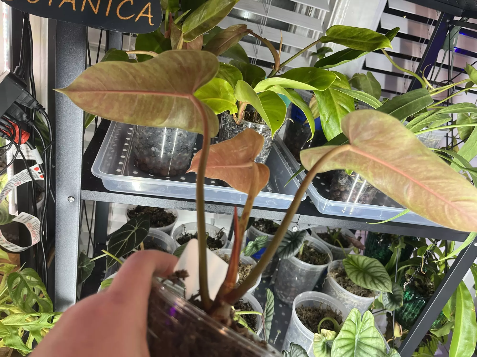 plant/Philodendron Goldiana-1